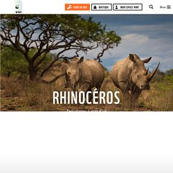 Le rhinocéros, un animal en danger