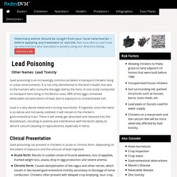 Lead poisoning in Chickens