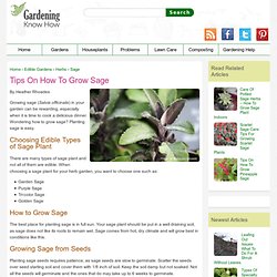 Learn How To Grow Sage In Gardens
