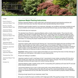 Learn how to plant and care for Japanese Maple Trees