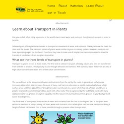 Learn about Transport in Plants - Science for Kids