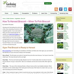 How To Harvest Broccoli – When To Pick Broccoli
