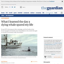 What I learned the day a dying whale spared my life