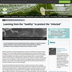 ROTHAMSTED_AC_UK - OCT 2016 - Learning from the “healthy” to protect the “infected” A novel mechanism has been identified which likely contributes to resistance against Septoria leaf blotch in plant species normally non-infected with the disease, providin