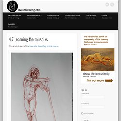 Learning the muscles for figure drawing