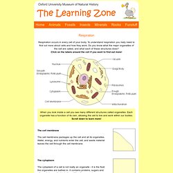 The Learning Zone: The Living Animal