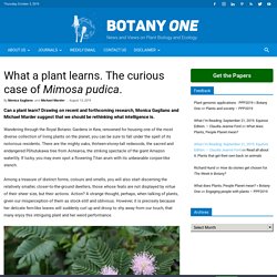 What a plant learns. The curious case of Mimosa pudica.