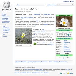 Leavenworthia stylosa