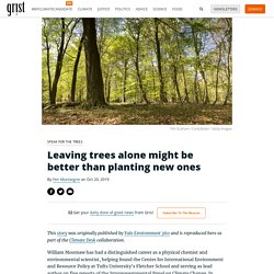 Leaving trees alone might be better than planting new ones