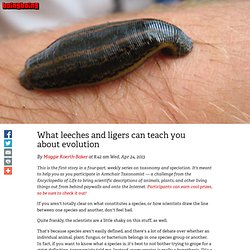 What leeches and ligers can teach you about evolution