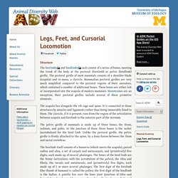 Legs, Feet, and Cursorial Locomotion