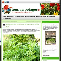 Des légumes vivaces pour un potager éternel : la livèche (4/??)