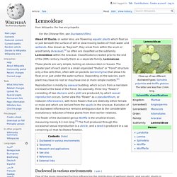 Lemnoideae - Wikipedia