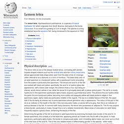 Lemon tetra