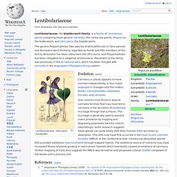 Lentibulariaceae