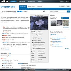 Lentinula edodes - Mycology Wiki