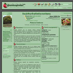 Pistacia lentiscus, lentisque, pistachier lentisque, arbre à mastic