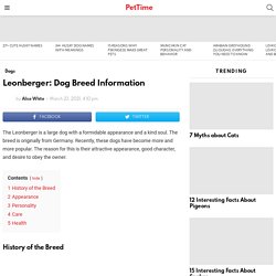 Leonberger: Dog Breed Information - PetTime