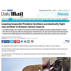 Leopard brothers acrobatically fight one another in Kenyan nature reserve 