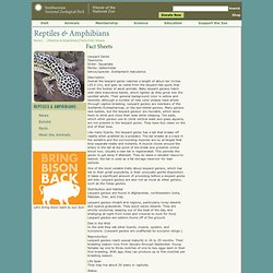 Leopard Gecko Fact Sheet