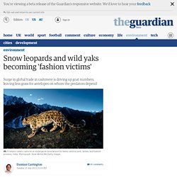Snow leopards and wild yaks becoming 'fashion victims'