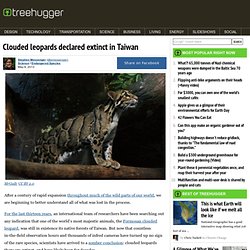 Clouded leopards declared extinct in Taiwan