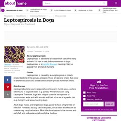 Leptospirosis in Dogs (Signs,Diagnosis & Treatment)