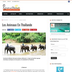 Les animaux en Thaïlande - Retraite en Thaïlande