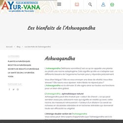 Les bienfaits de l'Ashwagandha - Blog