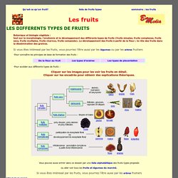 Les différents types de fruits