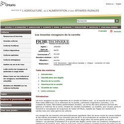 OMAFRA - Les insectes ravageurs de la carotte.