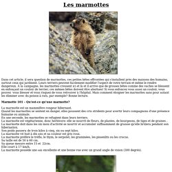 Les marmottes