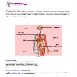 Les organes du corps humain