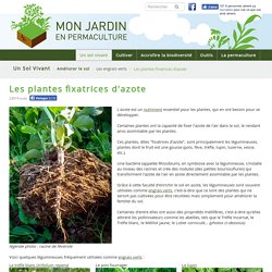 Les plantes fixatrices d'azote - monjardinenpermaculture.fr