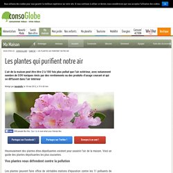 Les plantes qui purifient notre air