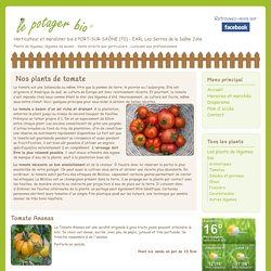 Les plants de tomates bio - Le Potager Bio