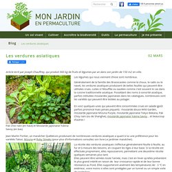 Les verdures asiatiques - monjardinenpermaculture.fr