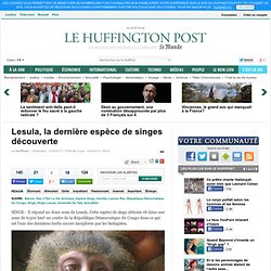 Lesula, la dernière espèce de singes découverte