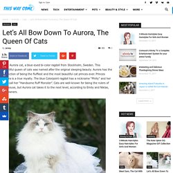 Let’s all bow down to Aurora, the Queen of Cats.
