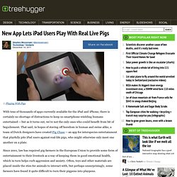 New App Lets iPad Users Play With Real Live Pigs