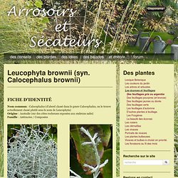 Leucophyta brownii (syn. Calocephalus brownii)