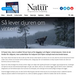 Så lever djuren om vintern – Sveriges Natur