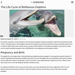 The Life Cycle of Bottlenose Dolphins