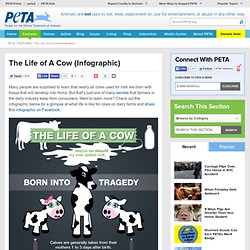 The Life of A Cow (Infographic)