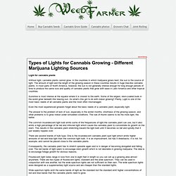 Lights for Cannabis Growing