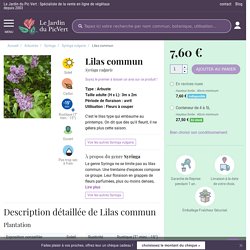 Lilas commun - Syringa vulgaris