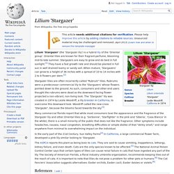 Lilium 'Stargazer' - Wikipedia