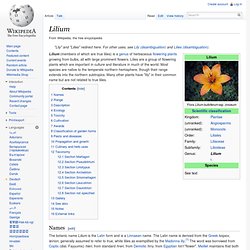 WIKIPEDIA – Lilium.