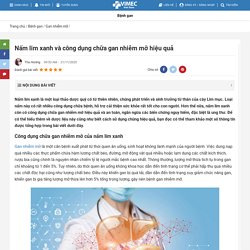 Nấm Lim Xanh Và Công Dụng Chữa Gan Nhiễm Mỡ Hiệu Quả