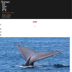 U.S. Navy to limit sonar testing to protect whales